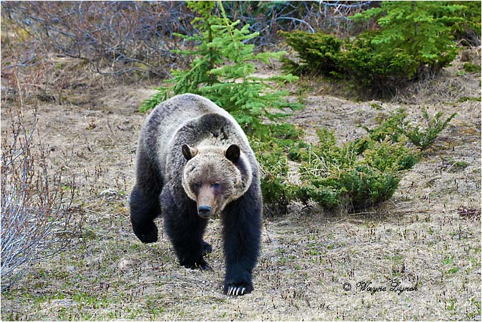 Mountain Grizzly Bear 113 by Dr. Wayne Lynch &copy;
